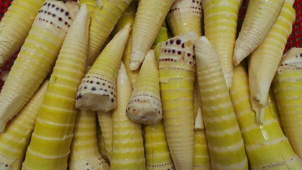 El bambú, fuente de biomasa y hortaliza comestible, brotes|Bambu como fuente de energía y alimento